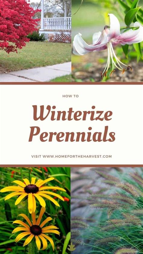 How To Winterize Perennials