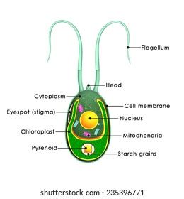 Biological Anatomy Chlamydomonas Chlamydomonas Structure Green Stock