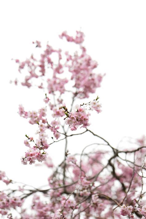 Pink Cherry Blossom on White Background · Free Stock Photo