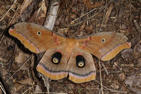 All About Butterflies And Moths