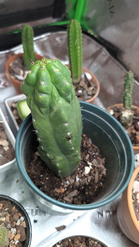 Second massive TPM x Scoplivia : r/sanpedrocactus
