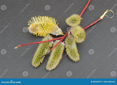 Branch Of Pussy Willow With Fluffy Buds On A Black Background Stock Image Image Of Nbranch