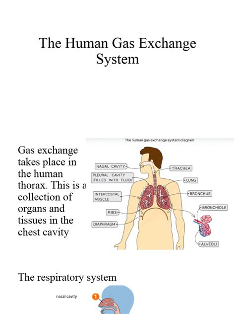 The Human Gas Exchange System | Download Free PDF | Respiratory Tract | Lung