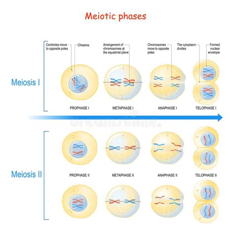 8+ Stages Of Meiosis Diagram - CorinaReigan