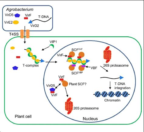 Scf Ubiquitin Ligase Complex Semantic Scholar