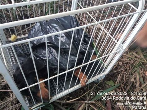 Cachorro é abandonado vivo dentro de saco de lixo na BR 376 no PR