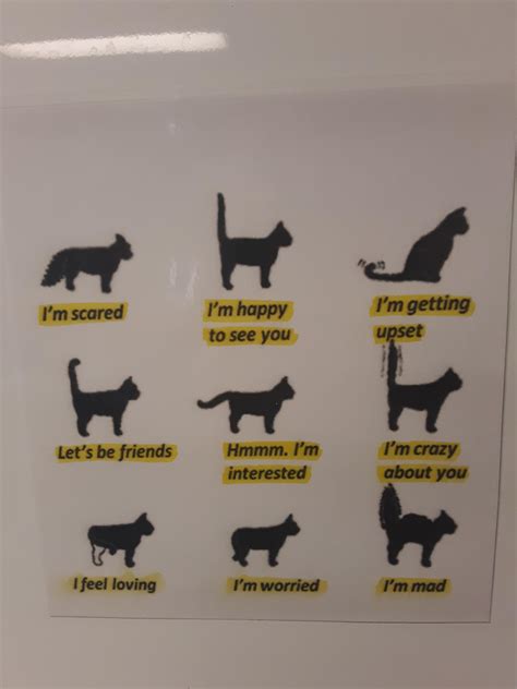 How To Tell How A Cat Is Feeling By Its Tail at Ruby Najar blog
