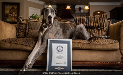 World's Tallest Dog, Zeus, Dies At 3