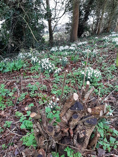 Snowdrop planting!