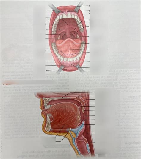 Bio 228 Digestive System Diagram Quizlet