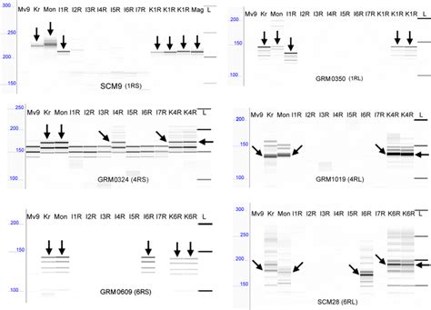 Pcr Amplification Patterns Of The Ssr Markers Scm9 Grm0350 Grm0324