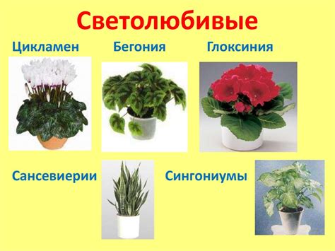 Правила ухода за комнатными растениями - презентация онлайн