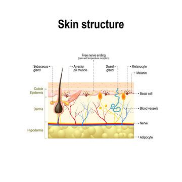 Human Epidermal Cells Diagram