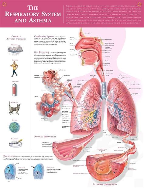 Respiratory System And Asthma Anatomy Poster Respiratory Asthma