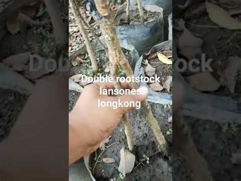 Lansones Longkong Double Rootstock Youtube