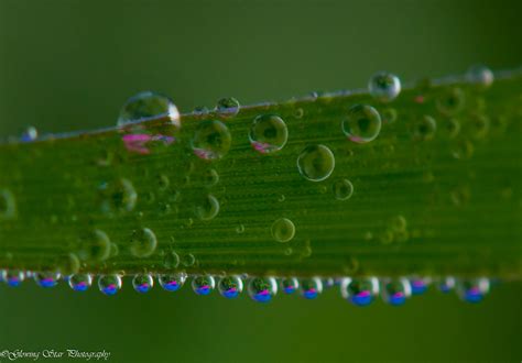 Papel De Parede Rosa Azul Verde Grama Gotas Pingo D Gua