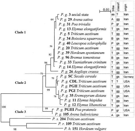 Phylogram From Neighbor Joining Analysis Of Puccinia Graminis DNA Data