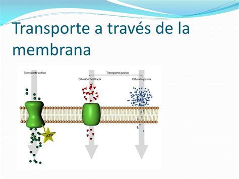 PPT Transporte a través de la membrana PowerPoint Presentation free