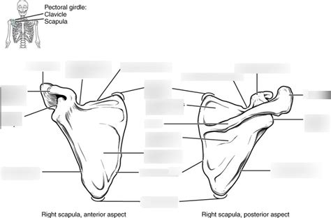 Scapula Diagram Quizlet