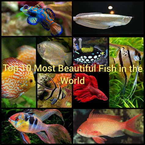 Most Beautiful Fish Aquarium