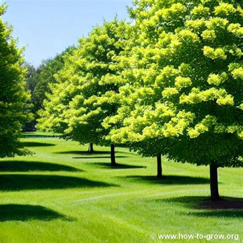 Expert Tips On How To Grow Linden Trees And Ensure Their Healthy Growth