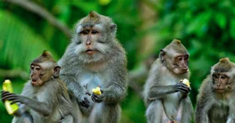 Bali Ubud Apenbos Rijstterrassen Tempel En Waterval Getyourguide