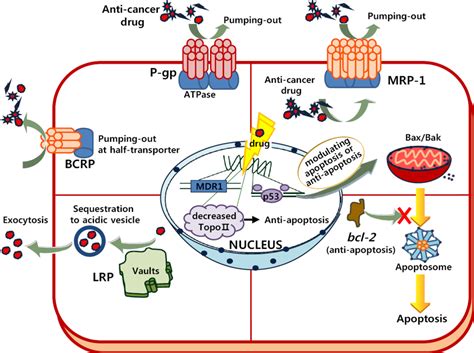 IJMS Free Full Text The Reversal Of Drug Resistance In Tumors Using