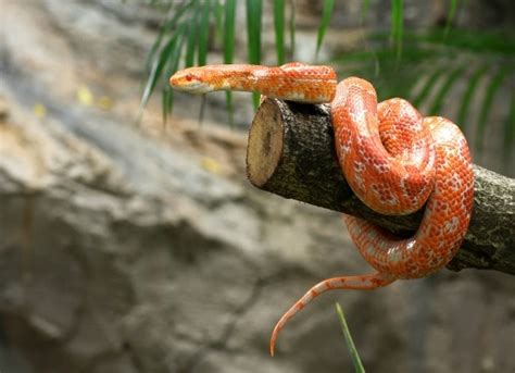 The 5 Best Reptiles and Amphibians for Kids | PetMD