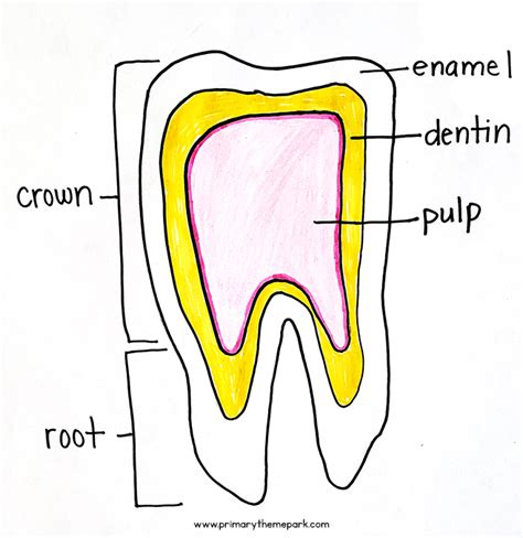 Labelling Teeth Diagram Clipart