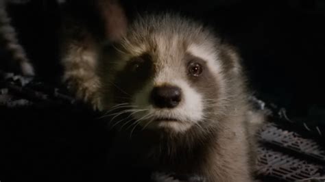 Guardians Vol 3. Finally Reveals How Rocket Got His Name (& If He's A Raccoon)