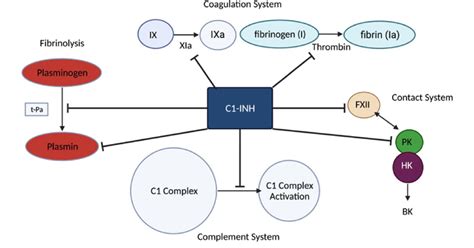 The Normal Functions Of The C1 Esterase Inhibitor Protein C1 INH