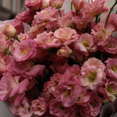 Моно букет из ярко-розового лизиантуса купить с доставкой в СПб | Моно ...