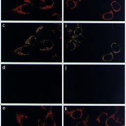 Immunocytochemical Analysis Of B Tk Cells B Tk Cells Were