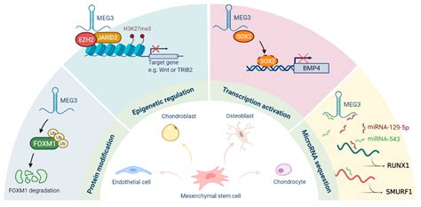 IJMS Free Full Text Long Non Coding RNA MEG3 In Cellular Stemness