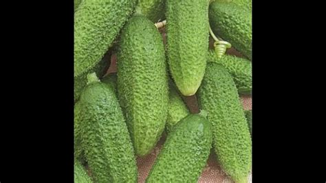 Старинный легендарный сорт огурца!Сорт огурца Вязниковский 37 1924 года ...