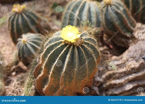 Yellow Rose Of Tx Stock Photo Image Of Desert Flower 56413178