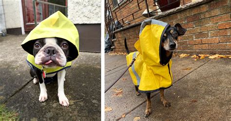 19 Pawsome Pictures Of Wholesome Pups In Raincoats In Honor Of Autumn ...