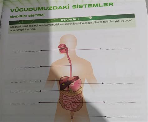 Aşağıda insana ait sindirim sistemi modeli verilmiştir Modelde ok