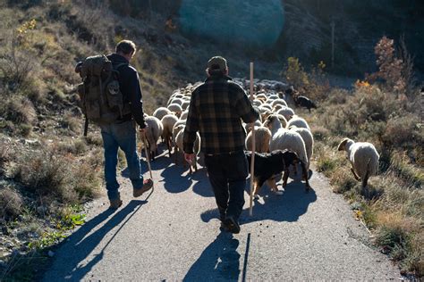 Vivre Avec Les Loups Gebeka Films Gebeka Films