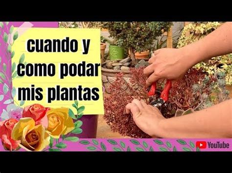 Cuando Y Como Podar Mis Plantas Tipos De Poda Que Debes Saber