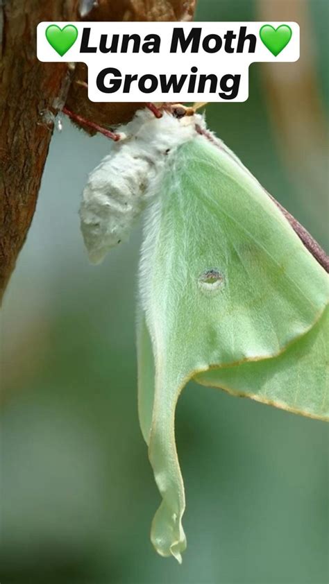 💚Luna Moth💚 Growing | Moth, Cute moth, Butterfly