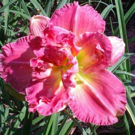 Лилейник Силоам Олин Фрейзер (Hemerocallis Siloam Olin Frazier) купить ...