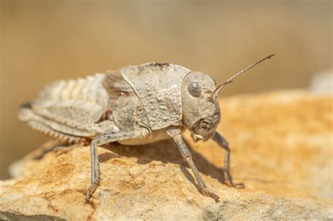 Premium Photo Eastern Stone Grasshopper Prionotropis Hystrix Sitting On A Rock