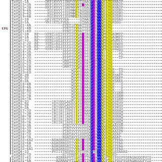Multiple sequence alignment of VQ proteins in wheat. A Multiple ... 