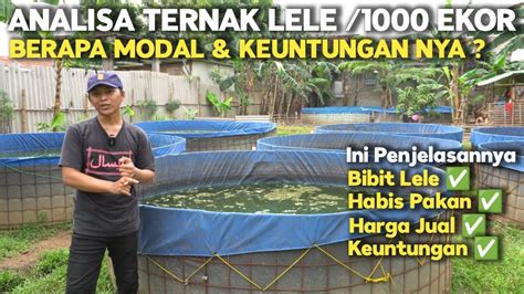 SEGINI UNTUNGNYA Analisa Idea Usaha Budidaya Ikan Lele 1000 Ekor Di