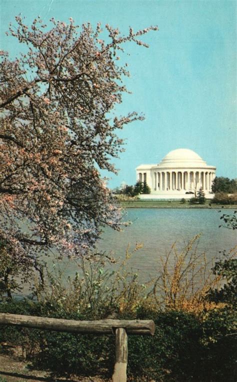 Vintage Postcard Cherry Blossom Time Trees The Jefferson Memorial