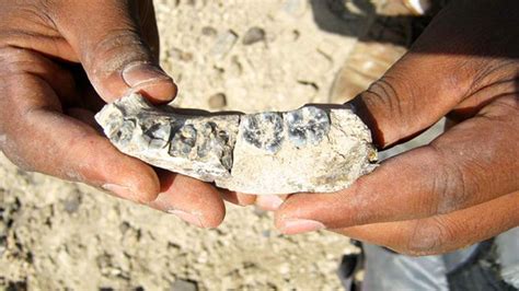 Scientists Say Jaw Bone Fragment Dating Back 28 Million Years Evidence