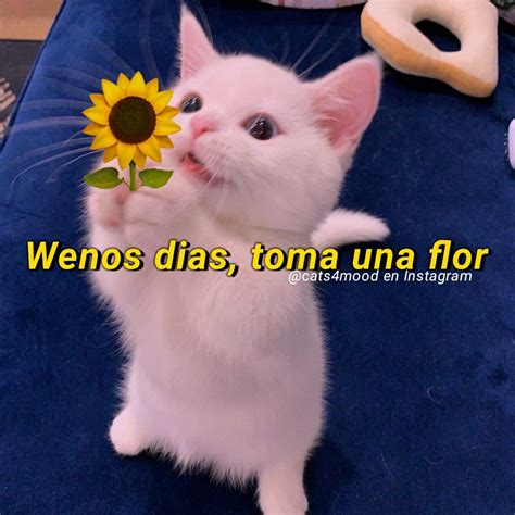 Toma Una Flor Meme Gato Fraces De Gatos Gatitos Divertidos