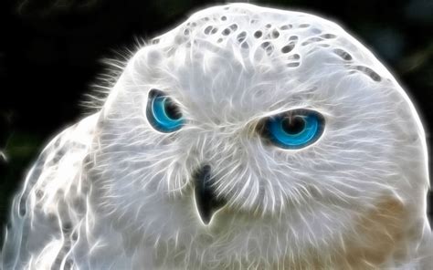 Owl Wallpapers Backgrounds Images Pictures Design Trends