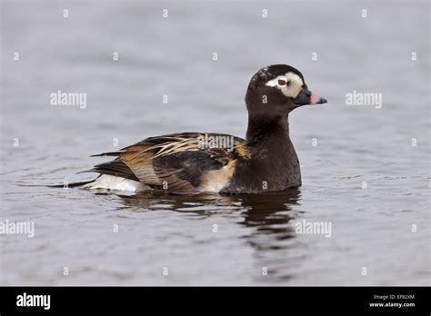 Long-tailed Duck - Clangula hyemalis - breeding male Stock Photo - Alamy